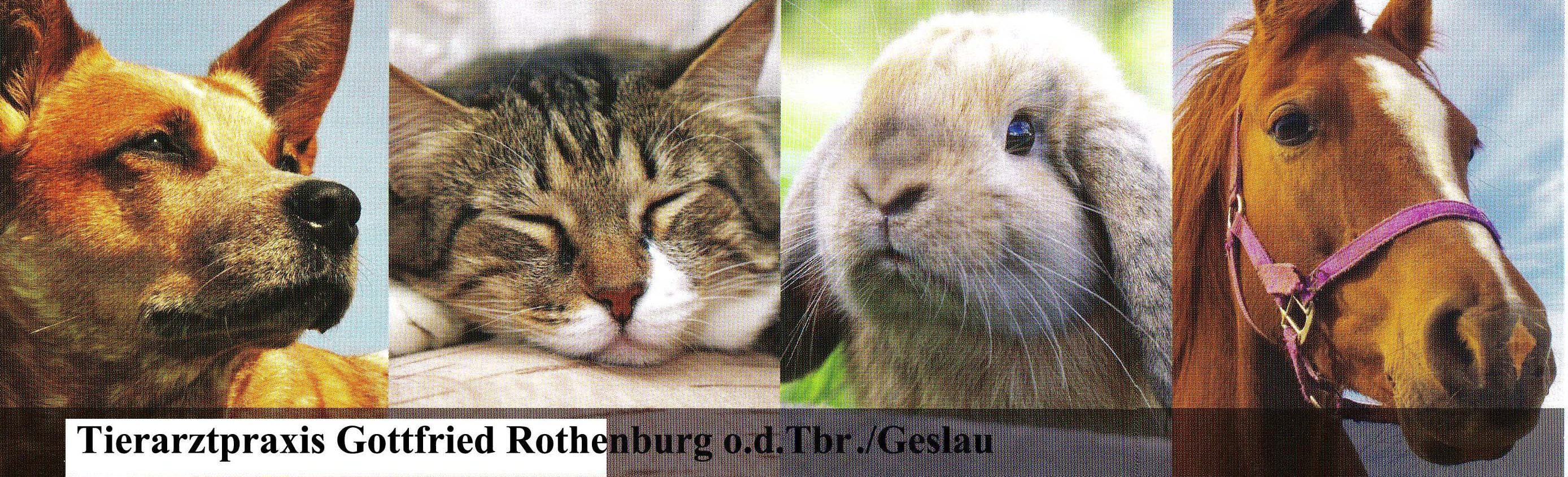 Tierärztliche Praxis für Kleintiere und Pferde  Geslau/Stettberg/Colmberg    09867 97 833 52 oder 0175 6479775